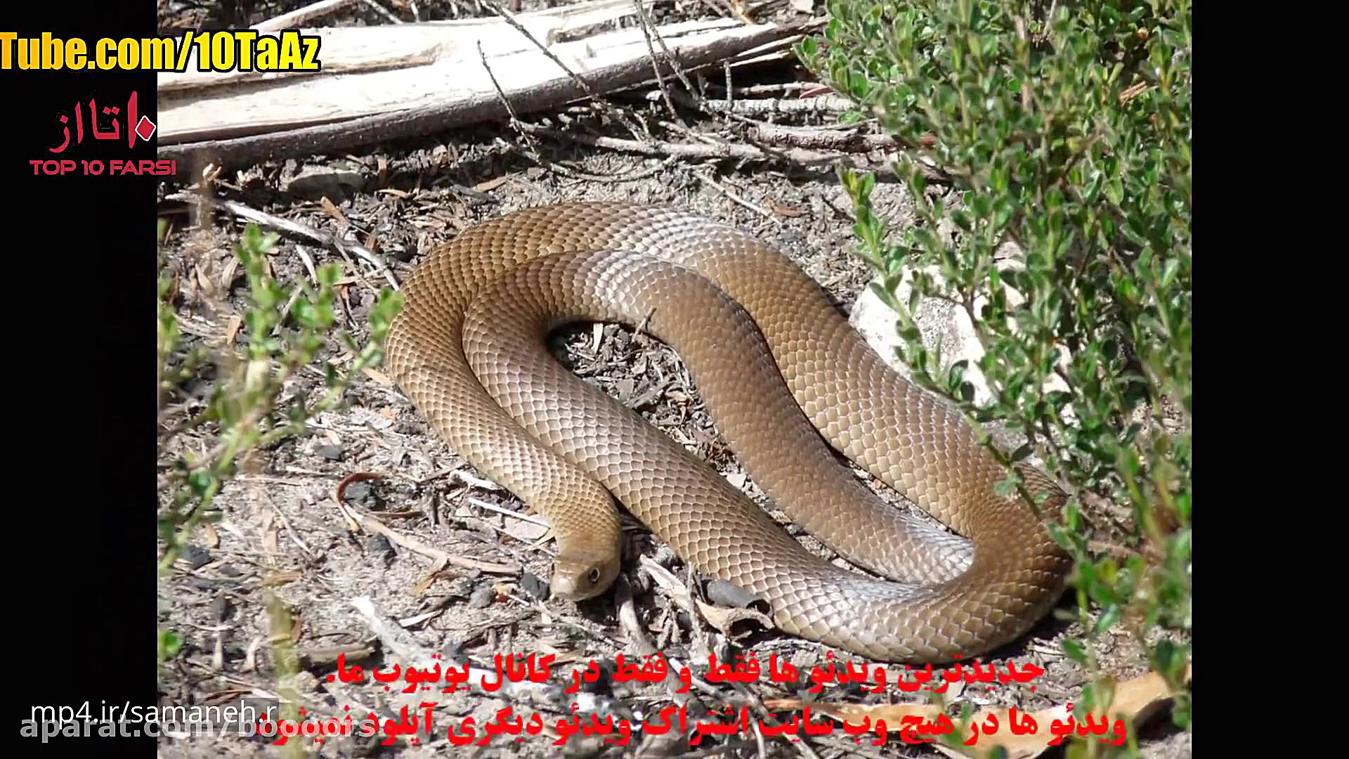 خطراک ترین و سمی ترین مارهای ج...