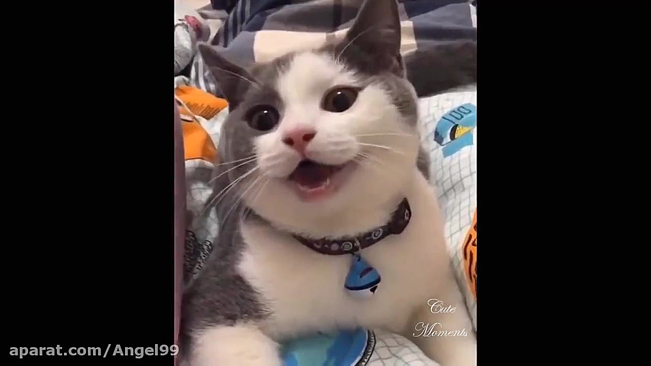 گربه های بامزه  بچه گربه های ب...