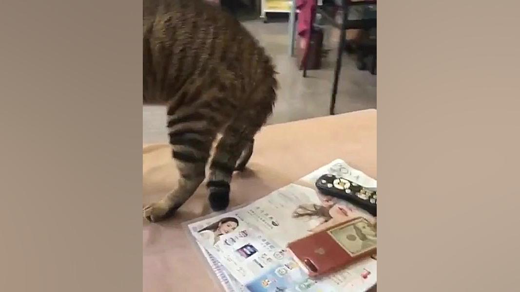 کرموبله جدید