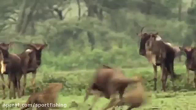 جنگ حیات وحش افریقا