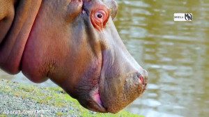 مستند موجودات عجیب با دوبله فا...