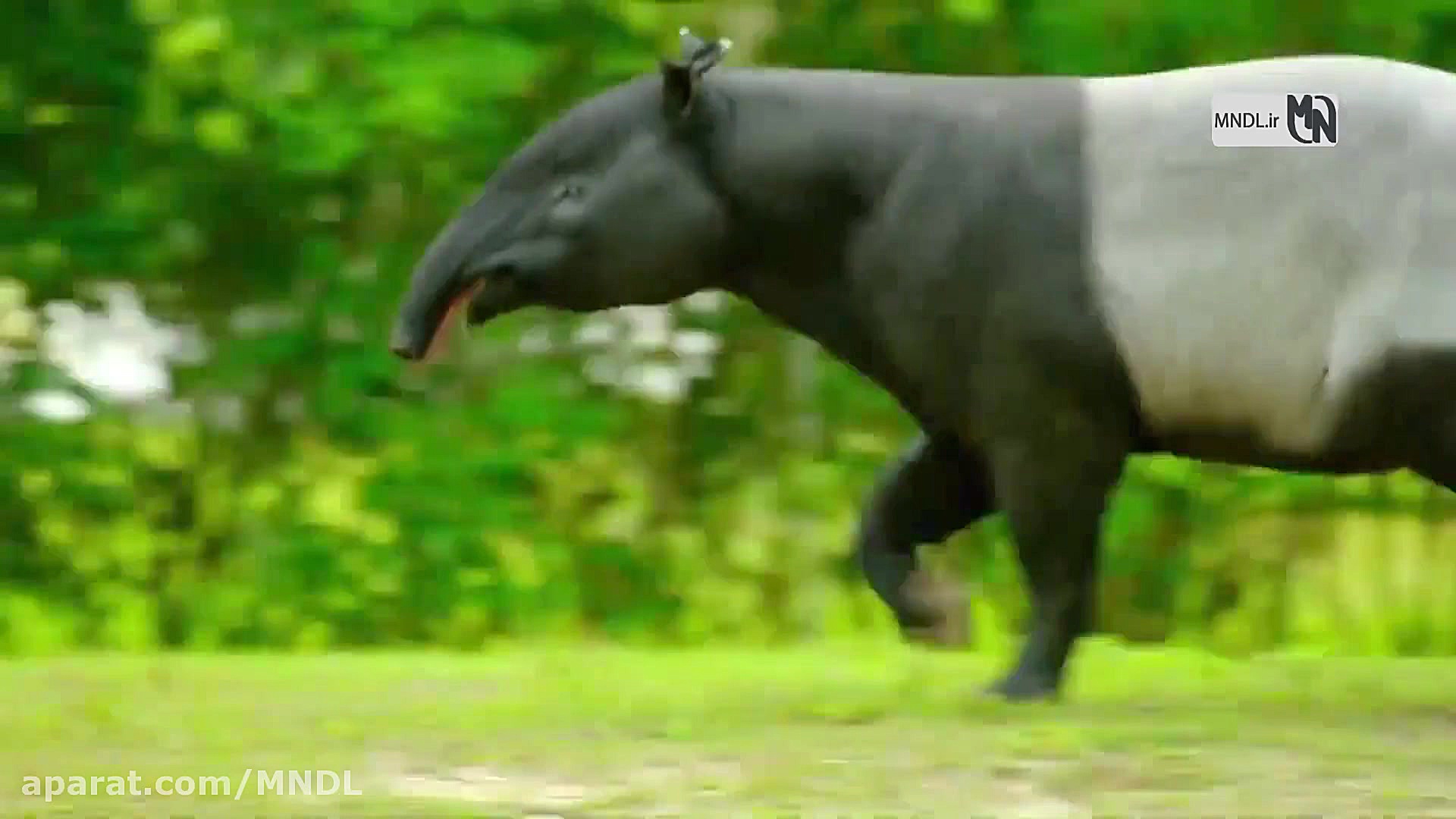 مستند موجودات عجیب با دوبله فا...