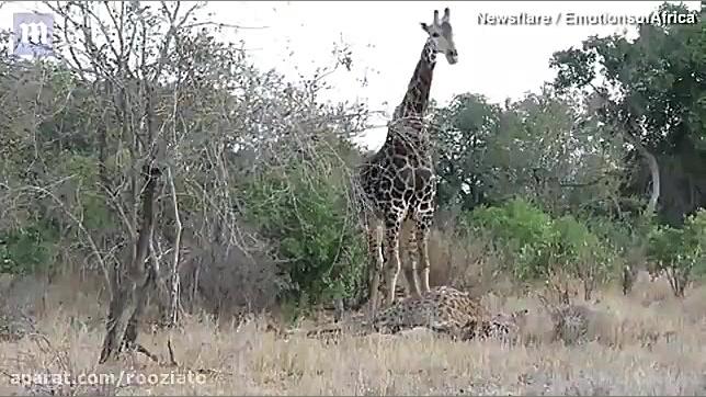نبرد خونین دو زرافه نر