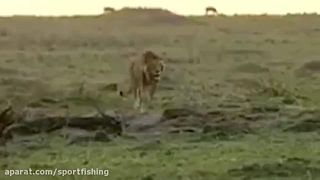 حملات شیرهای وحشی به حیوانات د...