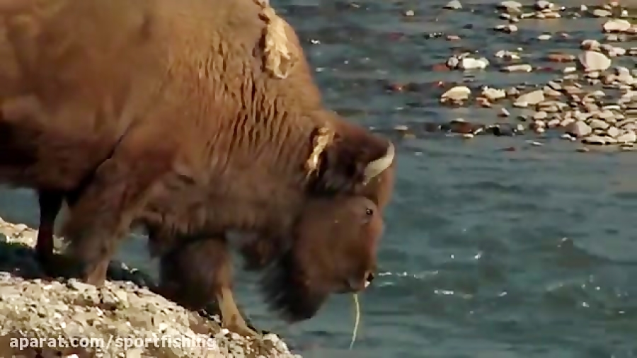 دیدنی ترین کلیپ حیات وحش