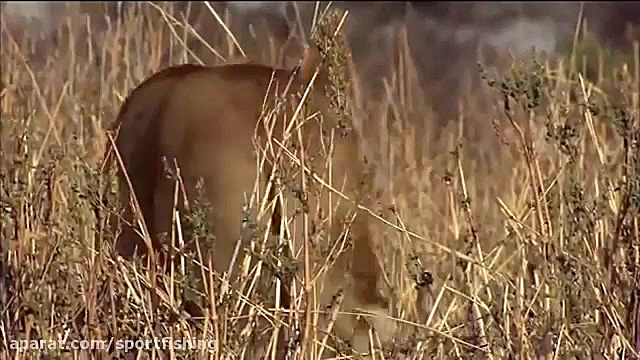 شکار شیرها و پلنگها به نحو عیج...