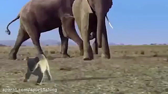 حمله شیرهای گرسنه به گروه بوفا...