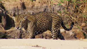 دانلود مستند سیاره زمین 2 با د...