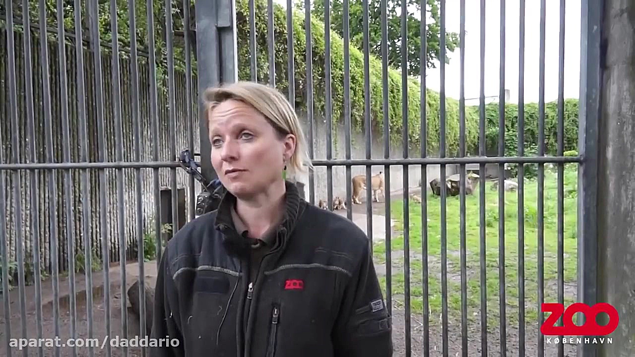 اولین ملاقات شیر نر با توله ها...