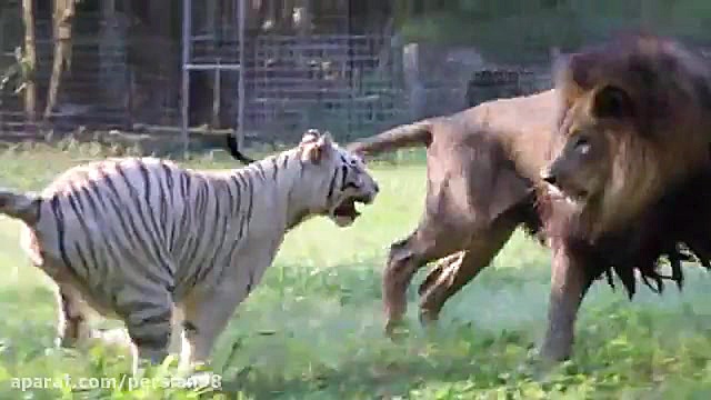 نبرد شیر و ببر در باغ وحش