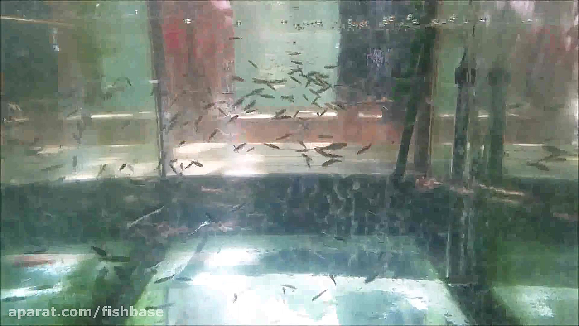 دکتر ماهی: Garra rufa