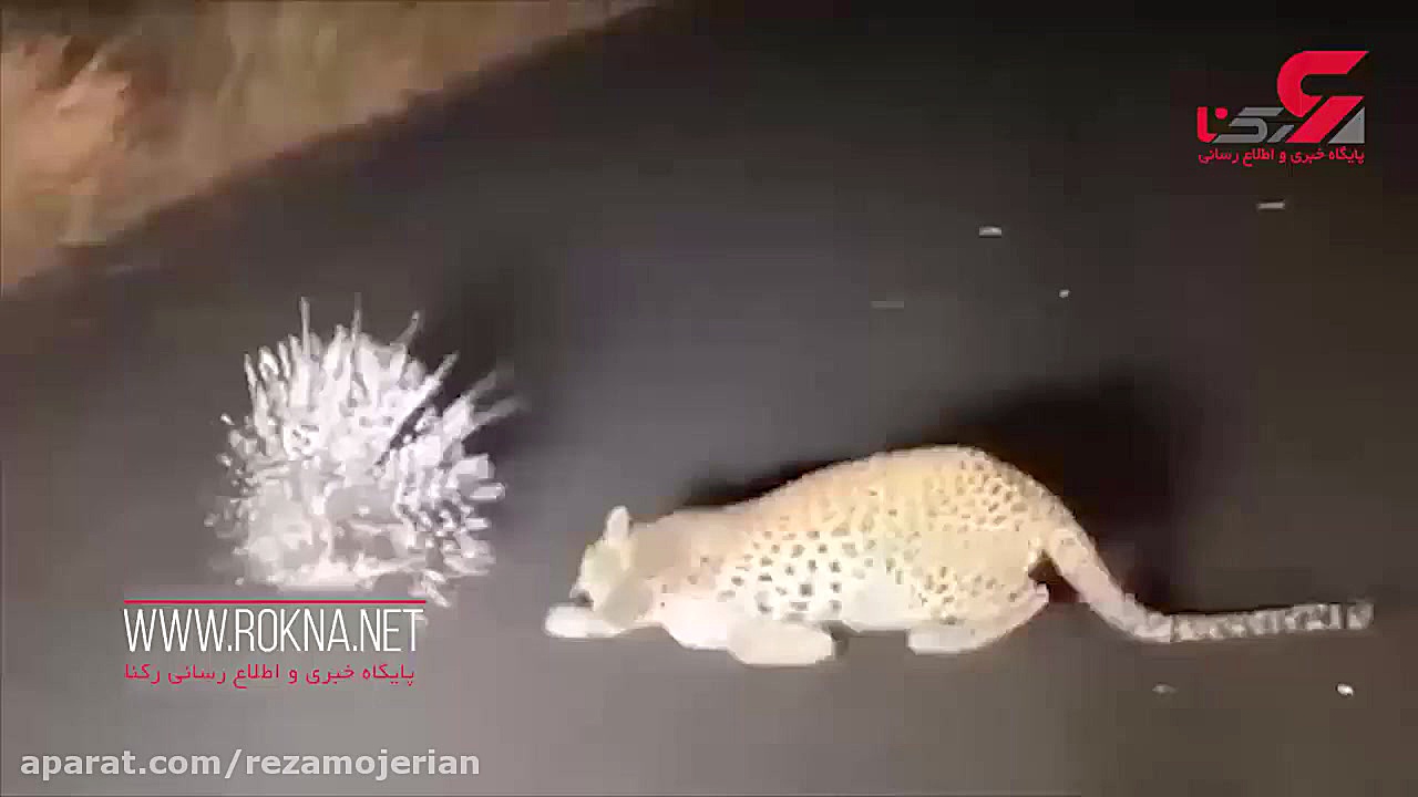 حیات وحش  زخمی شدن پلنگ در شکا...