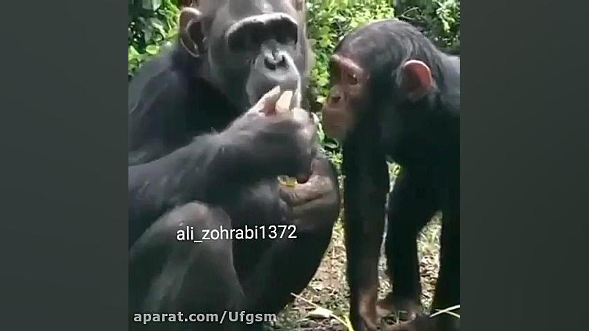 دعوا به خاطر لیمو خنده دار