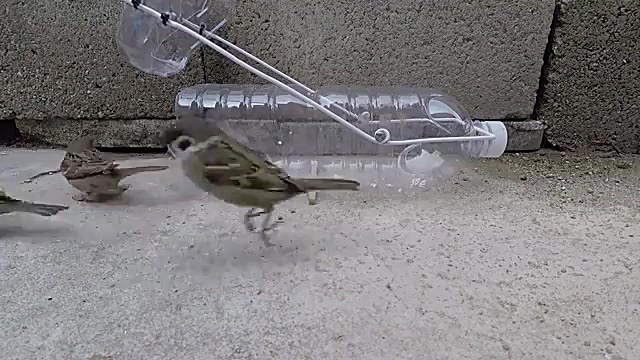 آموزش ساخت تله گنجشک