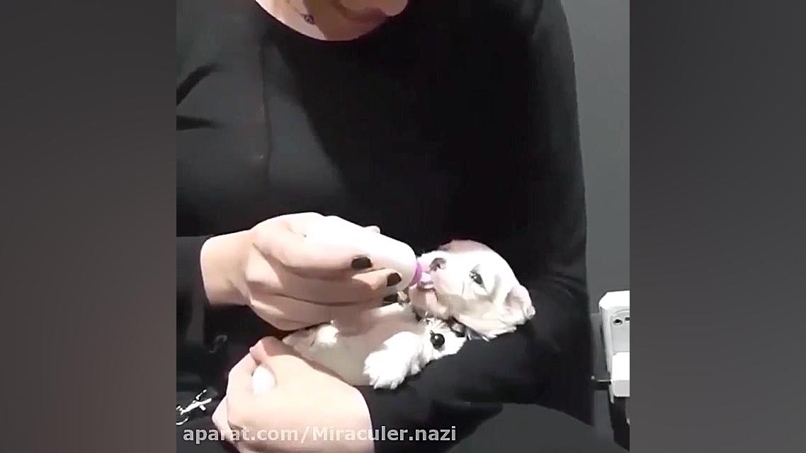 جینجر بچه شکیب