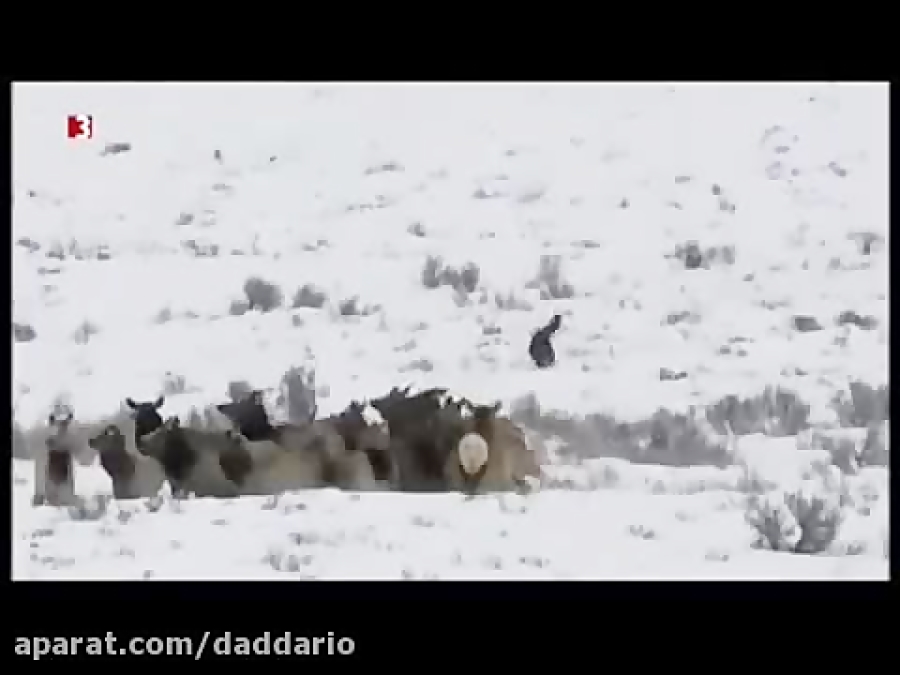 مستند حیات وحش | شکار وحشیانه...