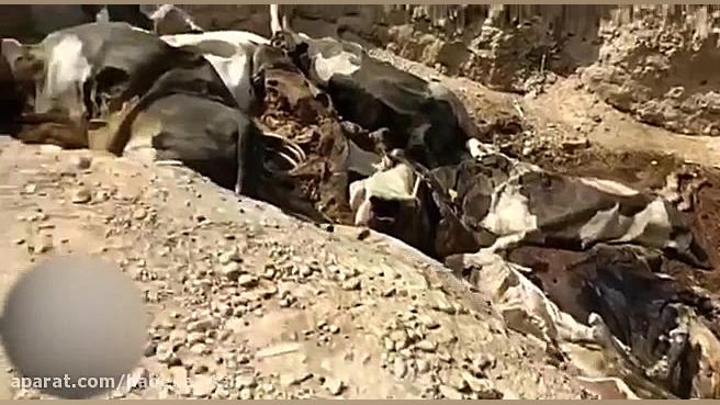 فیلم دردناک از مرگ دها راس دام...
