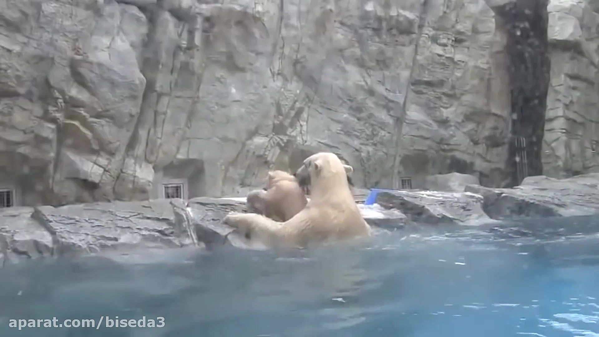 کلیپ های جالب نجات حیوانات توس...