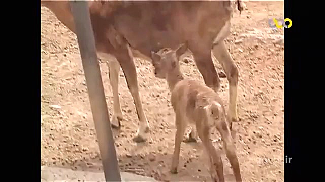 جفت گیری ببر نر و شیر ماده
