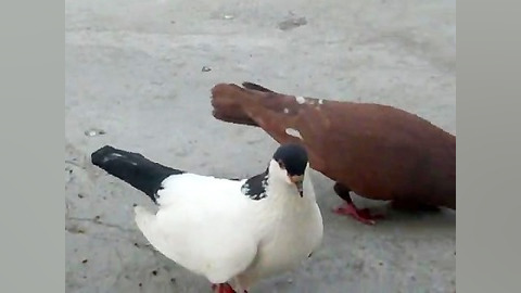 ساده زرد خال سیاه ( امیرحامداو...