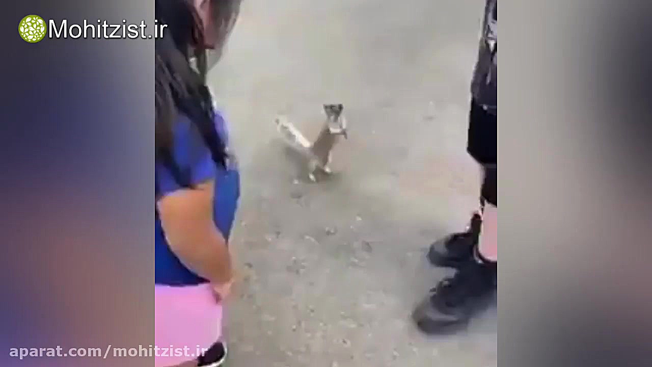 تقاضای آب جالب سنجاب