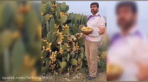 مزرعه کاکتوس اپونتیا سازگار با...
