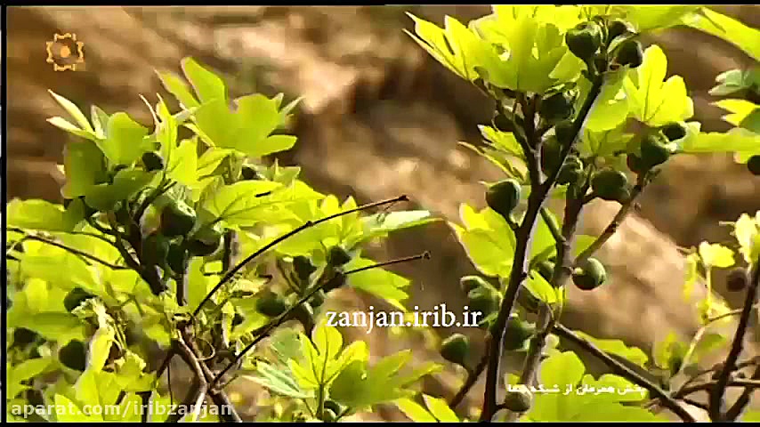 ماهنی ترکی گوزل زنجان