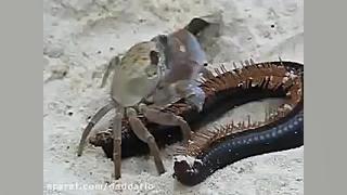 مستند حیات وحش | نبرد خرچنگ و...