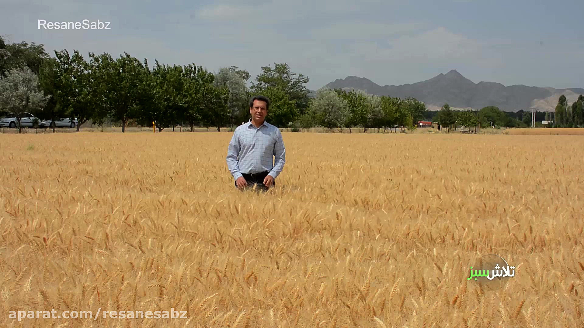 بذر گندم چگونه تولید می‌شود؟