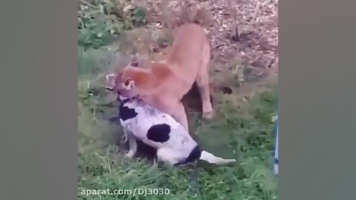 شکار سگ خانگی توسط گربه کوهستا...