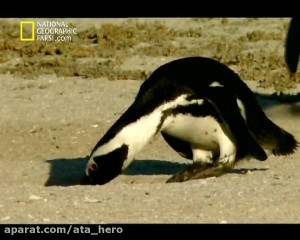 دانلود مستند علمی، جهنم پنگوئن...