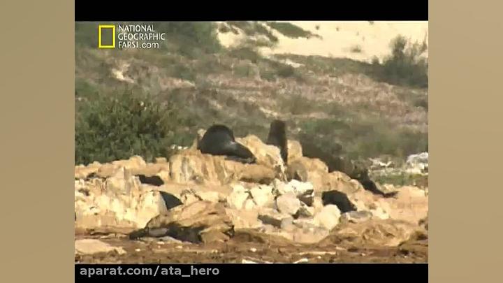 دانلود مستند علمی، جهنم پنگوئن...