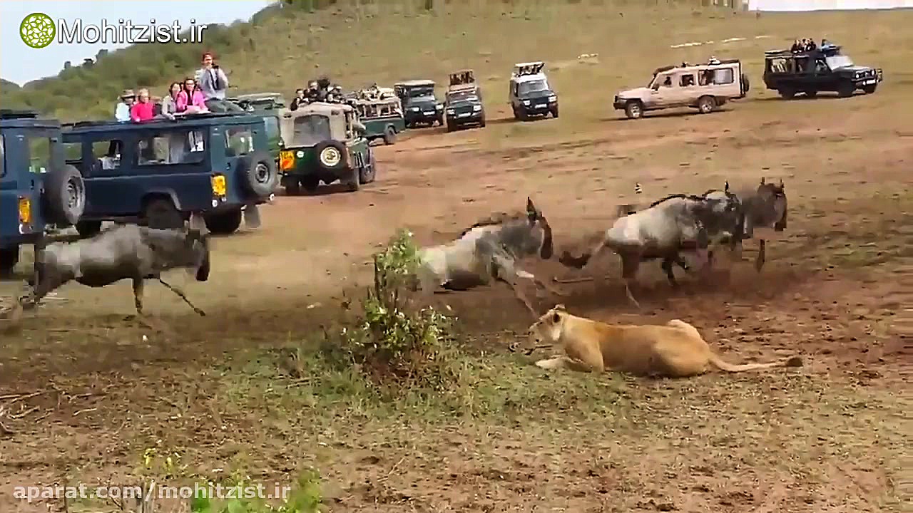 وقتی شیر نر شکار شیر ماده را ب...