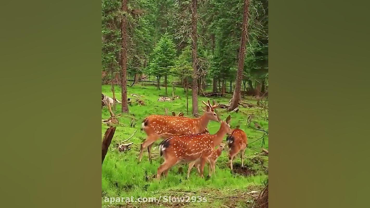 آرامش رایگان طبیعت،