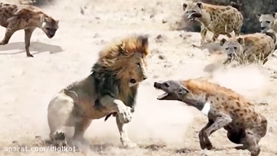 حیات وحش، شیر و کفتار در برابر...