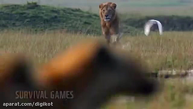 حیات وحش، شیر و کفتار در برابر...