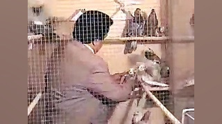 کبوتر اصیل ایرانی در امریکا  ک...