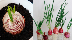 کاشت پیاز آپارتمانی پیاز جوانه...