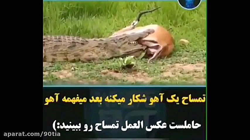 شکار تمساح که میبنه آهو باردار...