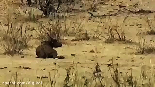 حیات وحش، حمله مرگبار یک فیل ب...