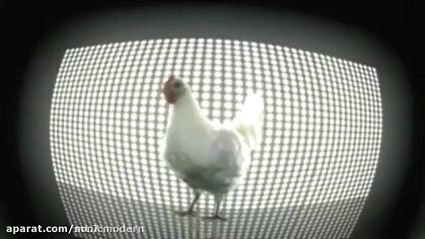 رقص مرغ باحال