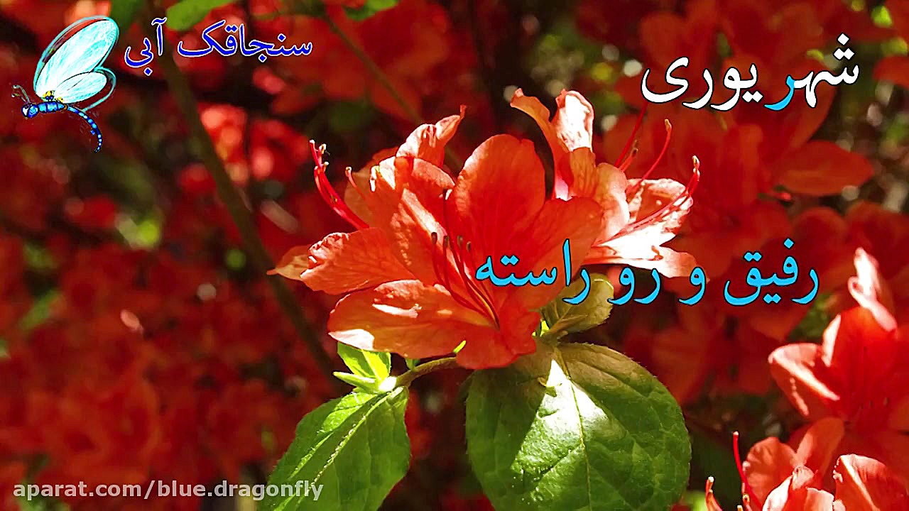 کلیپ تبریک تولد شهریوری ها  تب...