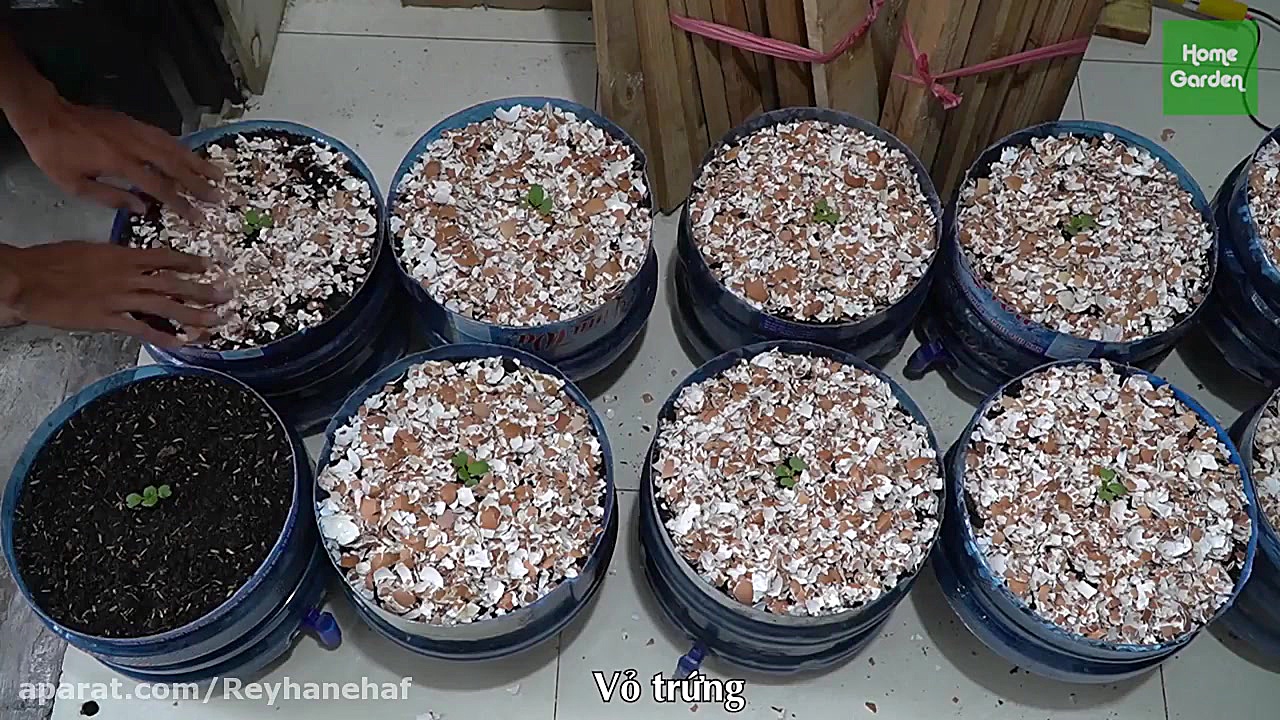 کاشت کاهو از بذر در خانه