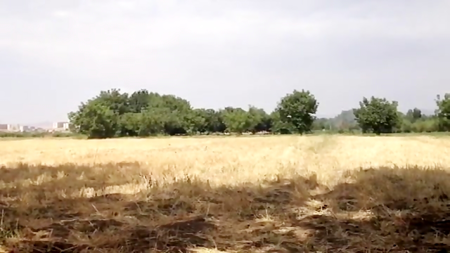 شکار کبوتر خودم