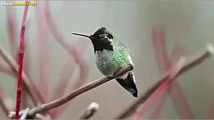 پرنده هشت میلیون دلاری که میتو...