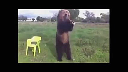 خرس اهلی دوست داشتنی و بانمک