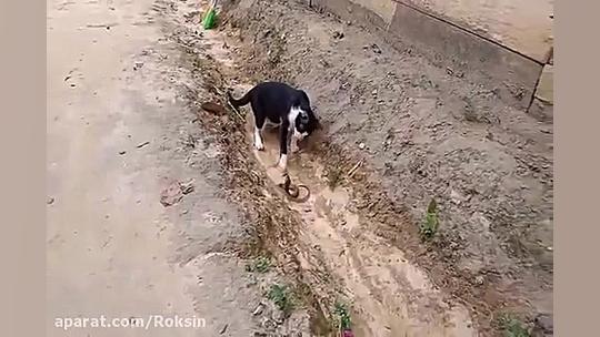 گربه در مقابل مار :: حیات وحش