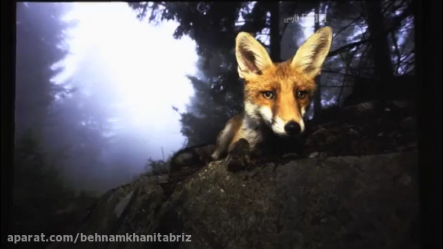 مصاحبه با بهترین عکاس های حیات...