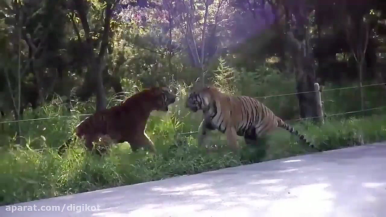 حیات وحش، جنگ سهمگین بین شیر و...