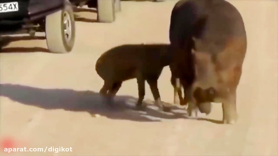 حیات وحش، شکار شدن اسب آبی زخم...